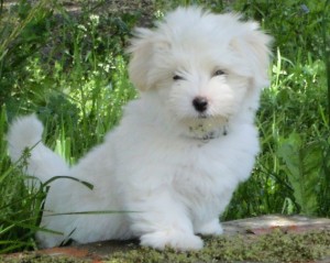 bébé Coton de Tuléar Ice cream tout blanc