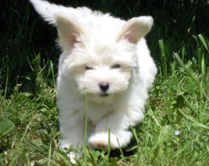 Ice cream Coton de tulear en pleine course