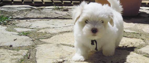 chiot coton de tulear Ice Cream disponible