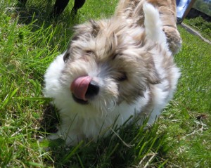 Ipsy petit coton de tulear taché disponible