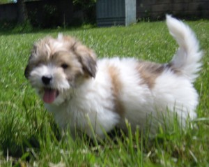 Ipsy chiot coton de tulear disponible