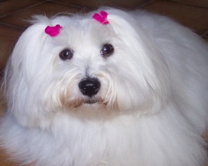 Hylang coton de tulear