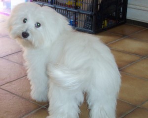 coton de tulear femelle