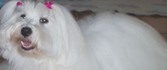 femelle coton de tulear